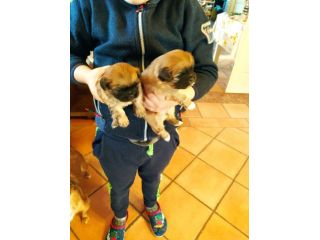 Cuccioli di Pechinese