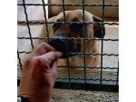OTIS 5 ANNI taglia media