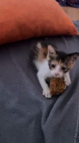STELLINA, dolcissima micina in adozione! - Foto 3
