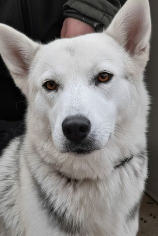 Oscar bellissimo mix husky in adozione - Foto 6