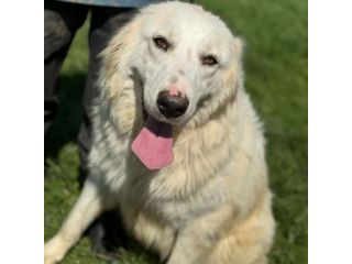 SUSY MERAVIGLIOSA E SOCIEVOLE CANE IN ADOZIONE