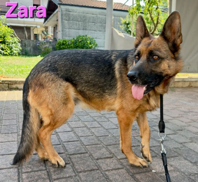 ZARA,splendida pastore tedesco abbandonata - Foto 4