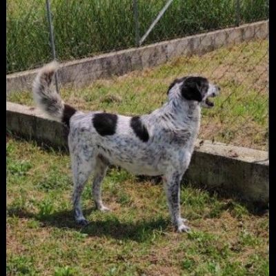 GENTILE E DISCRETO CAGNOLINO IN ADOZIONE - Foto 3