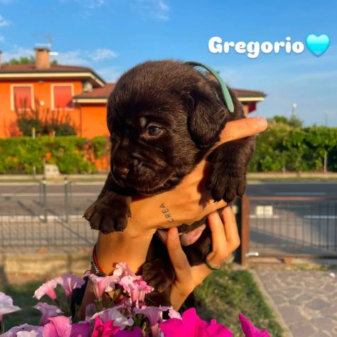 Cuccioli labrador cioccolato con Pedigree - Foto 3
