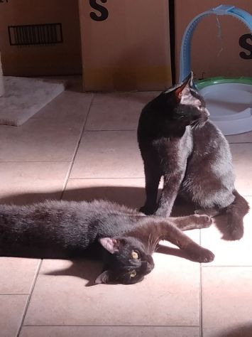 gattini cuccioli stupendi e affettuosi regalo