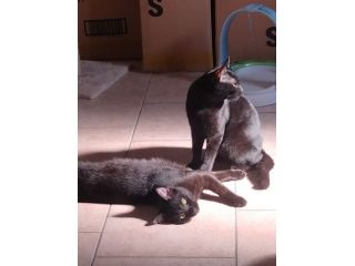 gattini cuccioli stupendi e affettuosi regalo