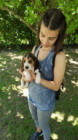 Cuccioli di Beagle - Foto 2