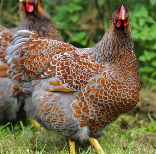 Uova Fertili Di Gallina Wyandotte | Feconde Per Incubazione Razza Pura