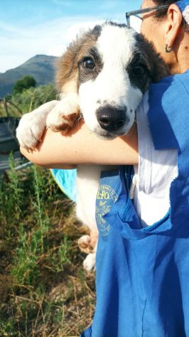 Rossana cucciola mix pastore australiano border collie - Foto 2