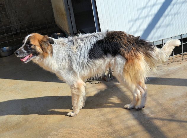 Coby bellissimo di taglia mediogrande - Foto 10