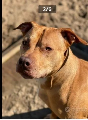 Pitbull Red Nose adulta arrivata a Milano anni fa e tornata a Napoli IN CANILE! - Foto 2