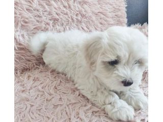maltese cuccioli