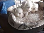 Cuccioli di maltese Toy