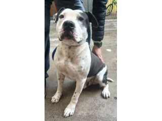 ARGO simil amstaff: vogliamo la sua rinascita