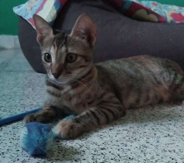 Susina e i suoi bellissimi occhi! - Foto 2