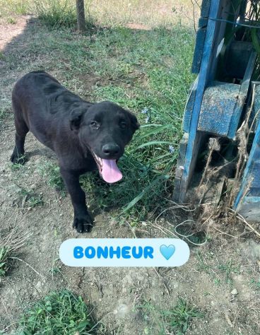 CHANCE E BONHEURE CUCCIOLI IN ADOZIONE - Foto 4