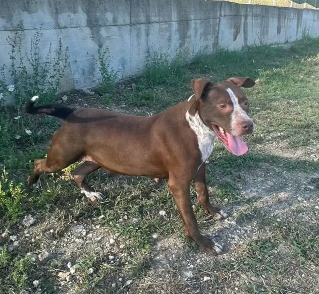 ZOE NON CE LA FA' PIÙ CANE IN ADOZIONE - Foto 6