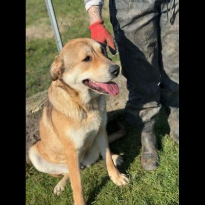 SGUARDO DA CERBIATTO; DOLCISSIMA CAGNOLINA IN ADOZIONE - Foto 8