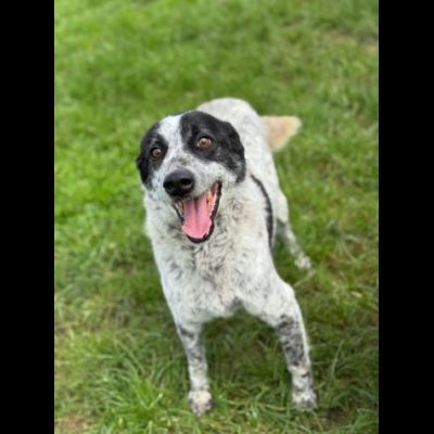 ESCAPE cacciatore di abbracci, CANE IN ADOZIONE - Foto 6