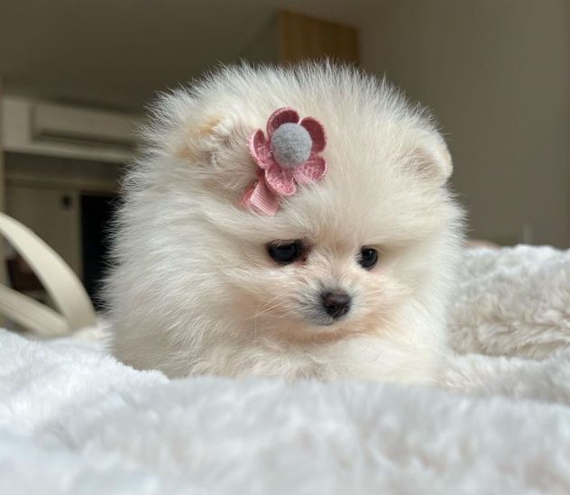 VOLPINO - VOLPINI SPITZ di POMERANIA BIANCHI CUCCIOLI - pag agevolato - Foto 2