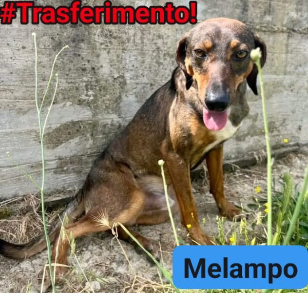 MELAMPO, TIMIDO E REMISSIVO, CAGNOLINO DA ADOTTARE - Foto 9