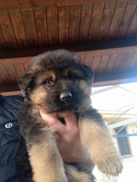Splendidi cuccioli di pastore tedesco - Foto 7