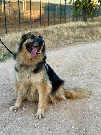 Asko, in cerca di famiglia - Foto 3