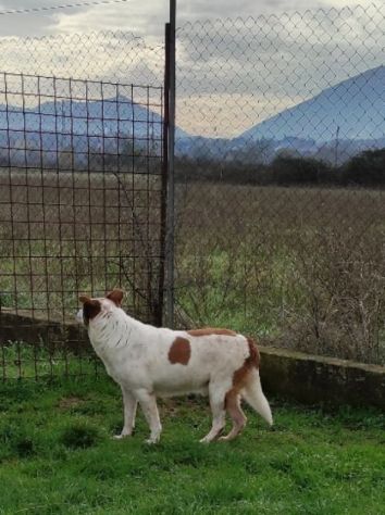 FRISBEE, cane in adozione. - Foto 3