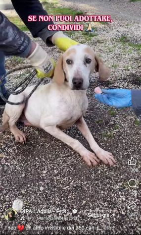 THEO IMPAURITO DAL CANILE CANE IN ADOZIONE - Foto 2
