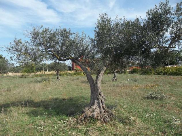 V1351 - In vendita a Marsala terreno agricolo con progetto