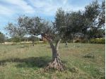 V1351 - In vendita a Marsala terreno agricolo con progetto