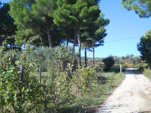 Pineta mq 4.000 Piombino (li) a 2 km da Baratti - Foto 5