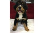 Cuccioli di Bovaro del Bernese