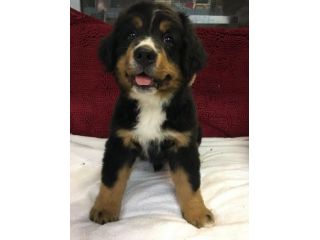 Cuccioli di Bovaro del Bernese