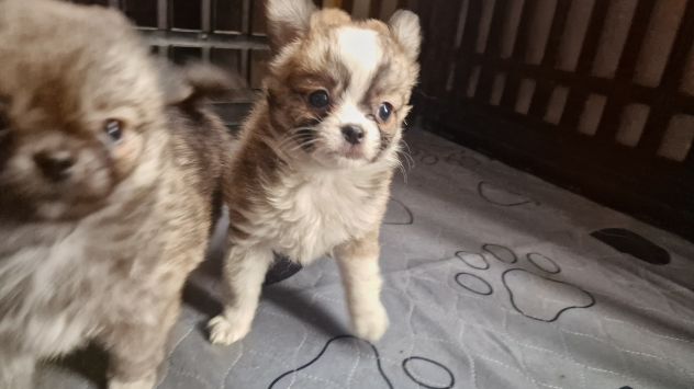 Chihuahua Toy pelo lungo Roma - Foto 3