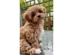 maltipoo