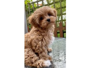 maltipoo