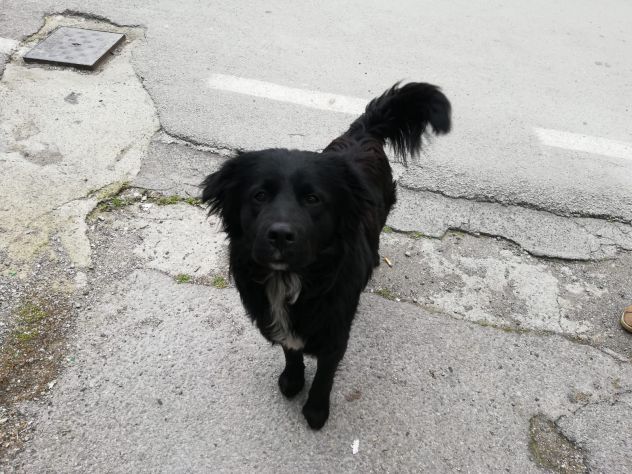 BLACKY, giovanissimo mix golden - Foto 5