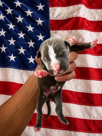 Cuccioli di Pitbull - Foto 5