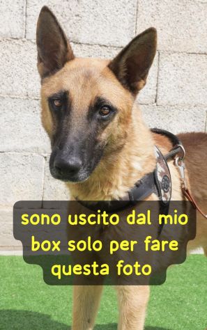UN CUCCIOLONE CON IL CUORE SPEZZATO SPENCER – PASTORE MALINOIS 18 mesi - Foto 5
