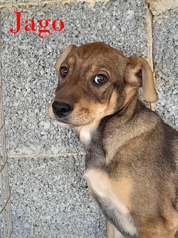 Aron e Jago cuccioli dolcissimi in adozione