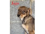 Aron e Jago cuccioli dolcissimi in adozione