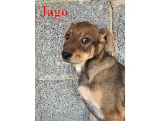 Aron e Jago cuccioli dolcissimi in adozione