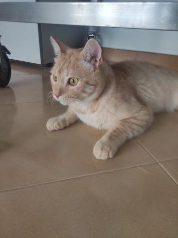 Gatto Orange - Foto 3