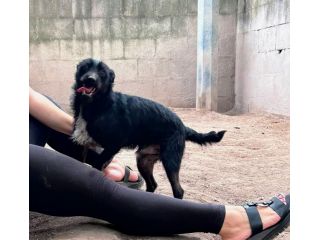TAZ - cagnolino di 2 anni - taglia piccola