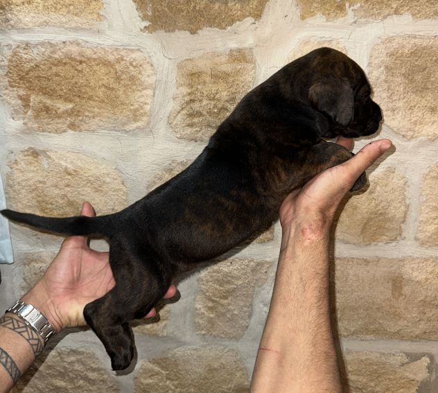 🐾Cuccioli di cane corso in cerca di una famiglia 🐾 - Foto 6