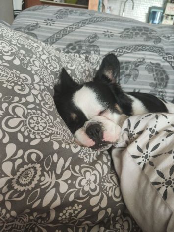 PET SITTER - parti sereno e tranquillo - Foto 2