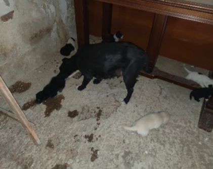 2mamme mollate coi cuccioli SOS AIUTI AGRIGENTO - Foto 2