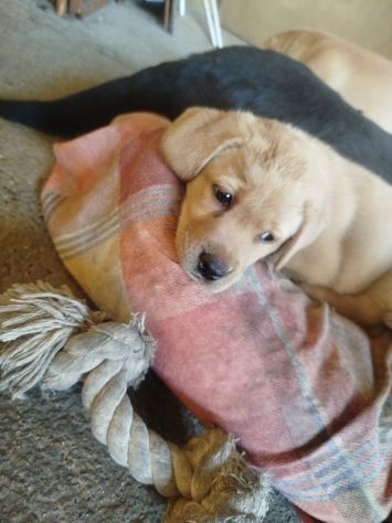 Cucciolo di Labrador Retriever - Foto 7