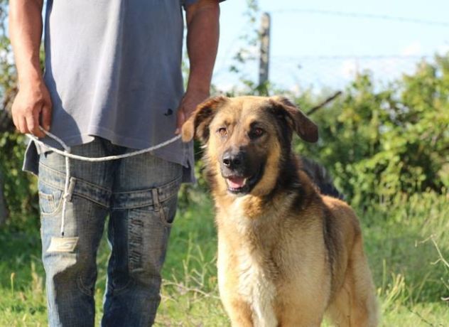 ZAGOR, stupendo mix Pastore Tedesco - Foto 2